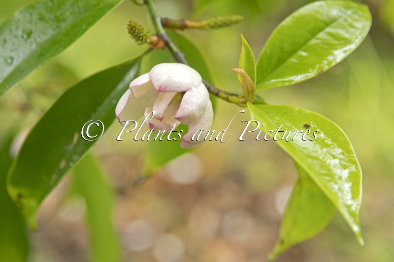 Magnolia ‘Jack Fogg’