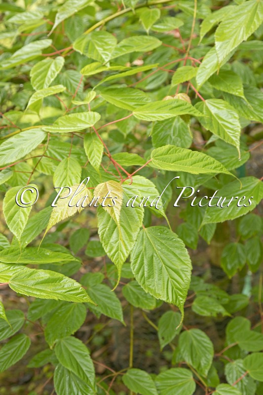 Acer sikkimense