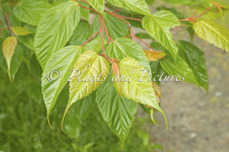 Acer sikkimense