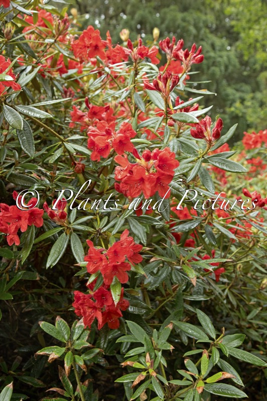 Rhododendron griersonianum