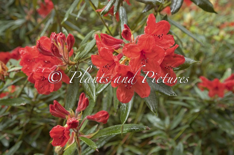 Rhododendron griersonianum