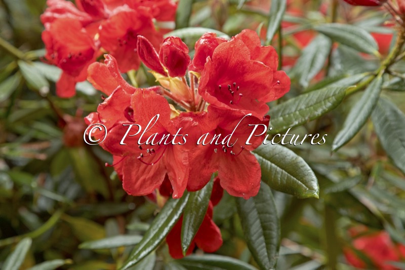 Rhododendron griersonianum
