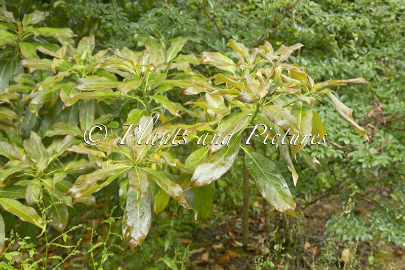 Diplopanax stachyanthus