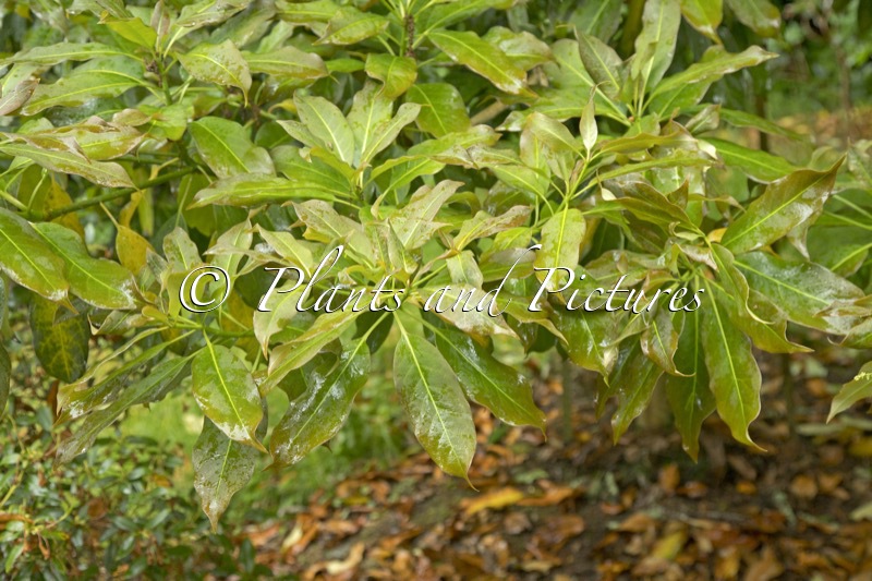 Diplopanax stachyanthus