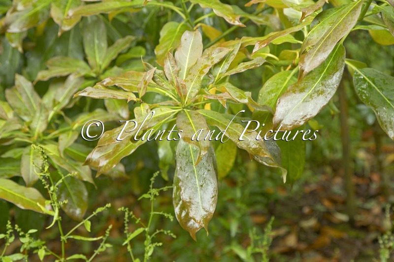 Diplopanax stachyanthus