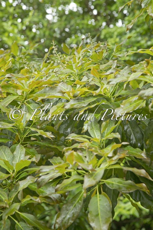 Diplopanax stachyanthus