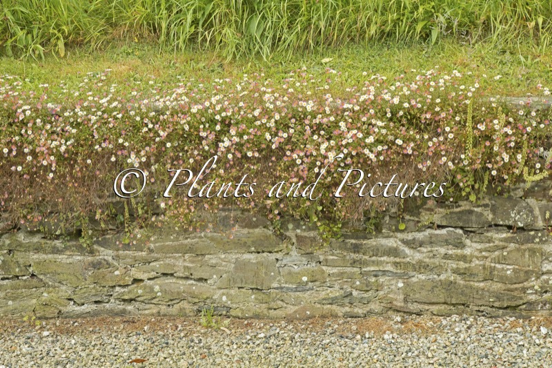 Erigeron karvinskianus