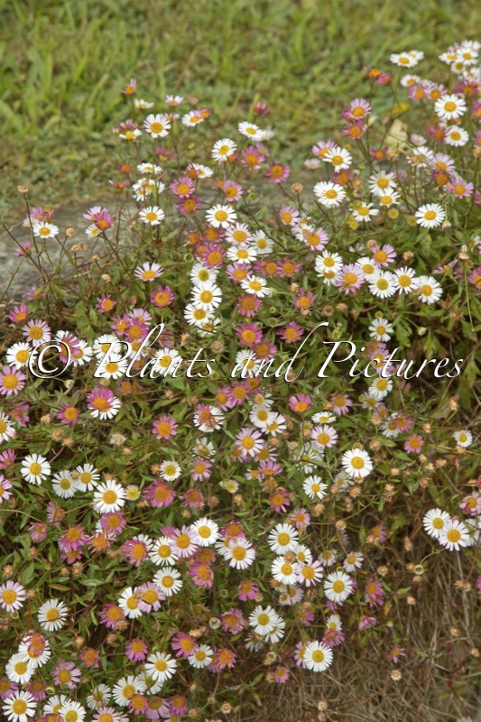 Erigeron karvinskianus
