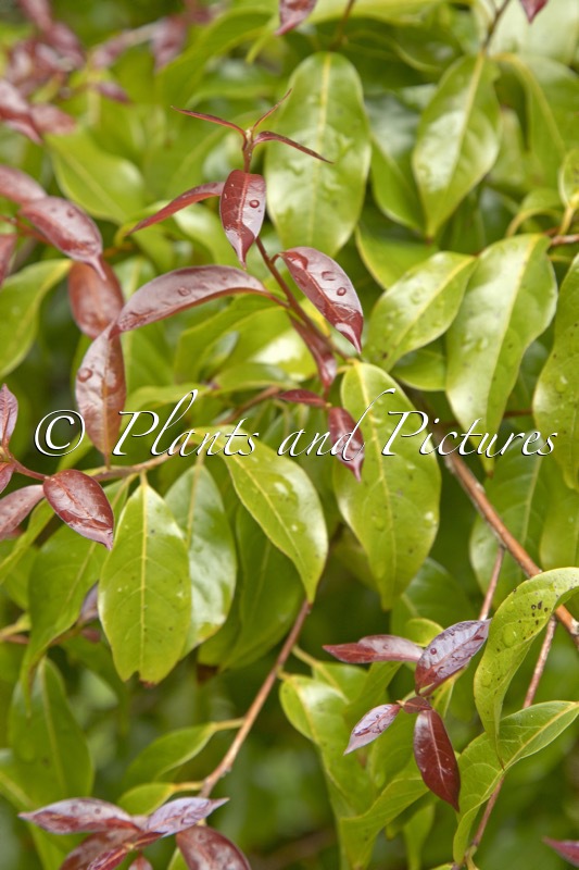 Huodendron biaristatum