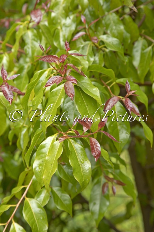 Huodendron biaristatum