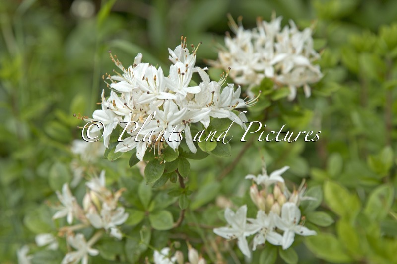 Rhododendron viscosum