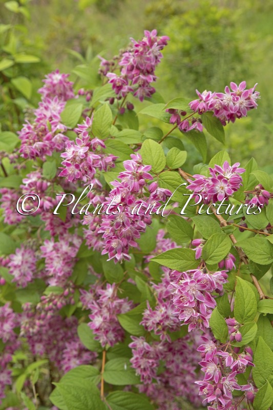 Deutzia hybrida ‘Strawberry Fields’