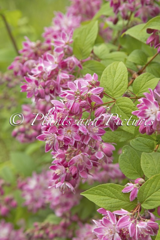 Deutzia hybrida ‘Strawberry Fields’