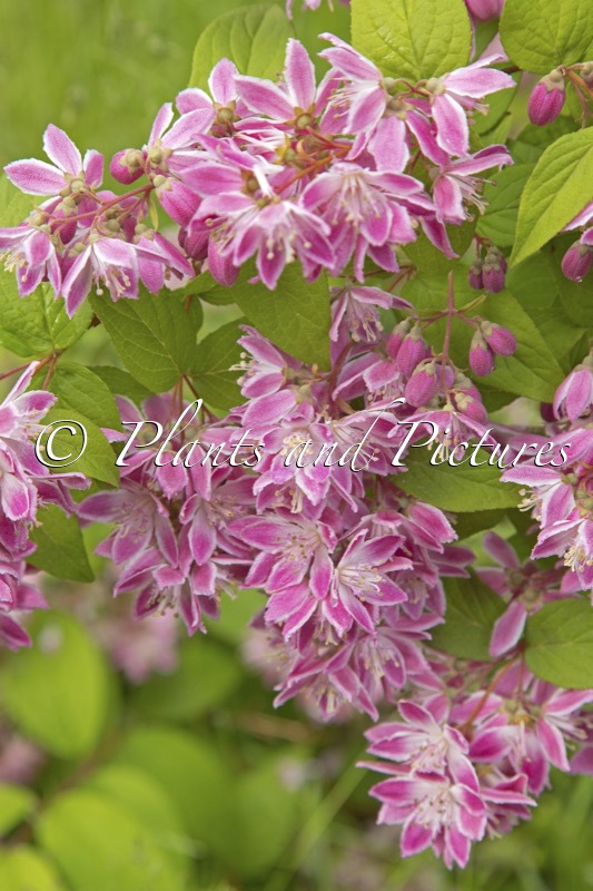 Deutzia hybrida ‘Strawberry Fields’