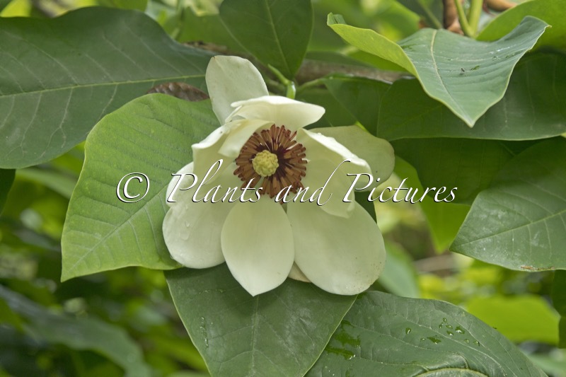 Magnolia wieseneri ‘Aashild Kalleberg’