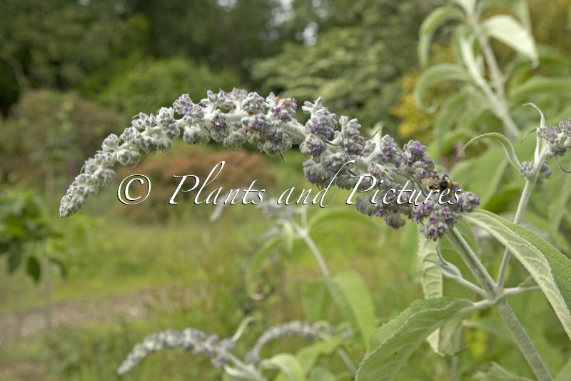 Buddleja yunnanensis