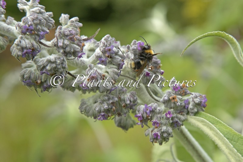 Buddleja yunnanensis