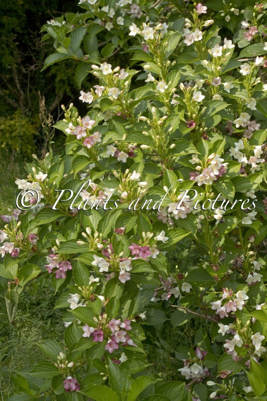 Weigela japonica ‘Intercol’ (DART’S COLOURDREAM)