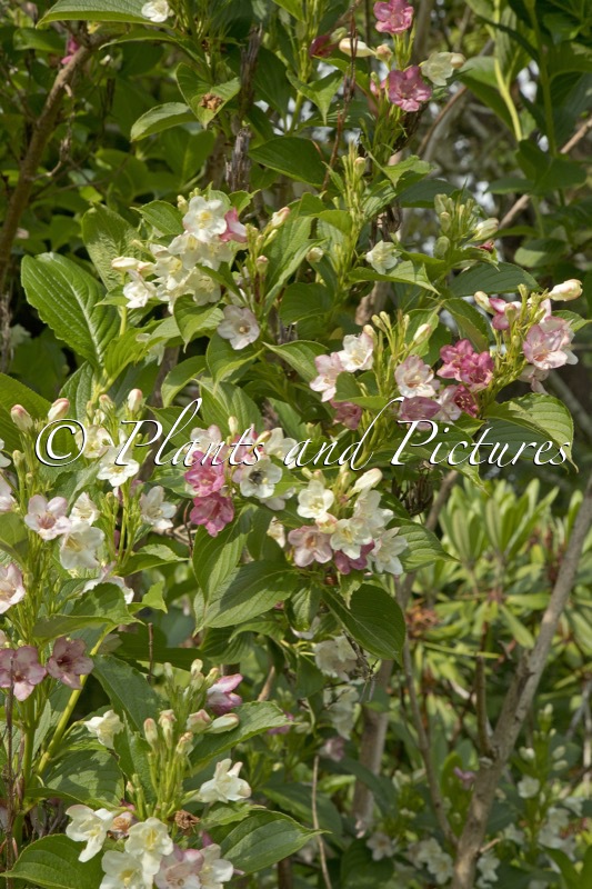 Weigela japonica ‘Intercol’ (DART’S COLOURDREAM)