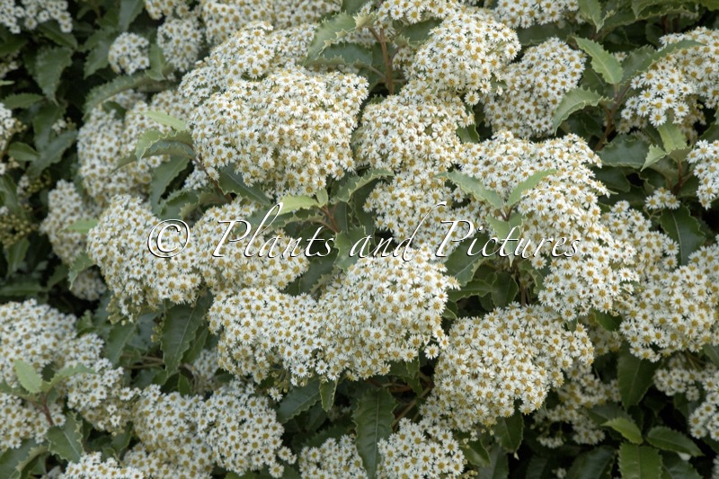 Olearia macrodonta