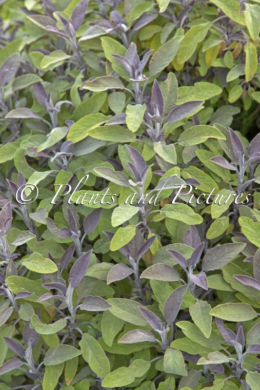 Salvia officinalis ‘Purpurascens’
