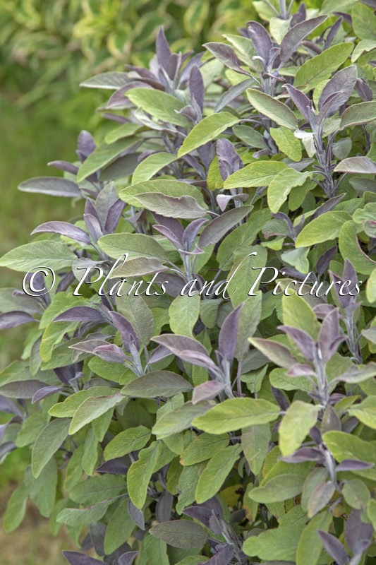 Salvia officinalis ‘Purpurascens’