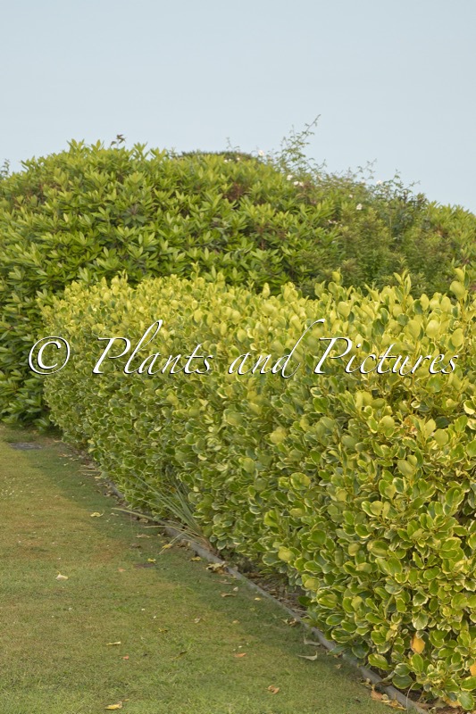 Griselinia littoralis ‘Variegata’