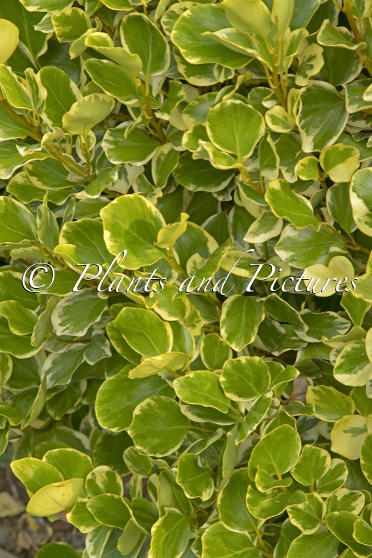 Griselinia littoralis ‘Variegata’