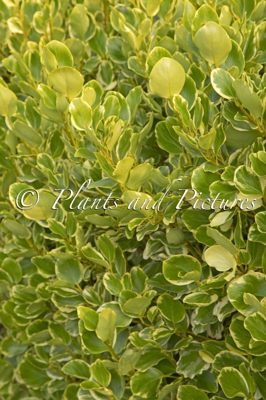 Griselinia littoralis ‘Variegata’
