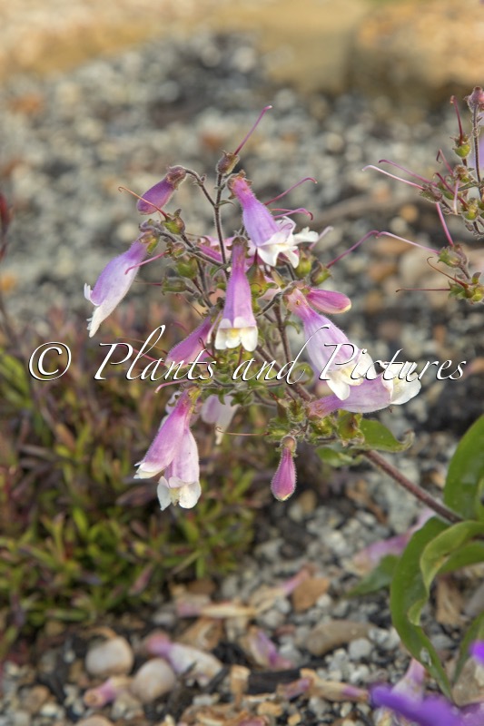 Penstemon hirsutus ‘Pygmaeus’