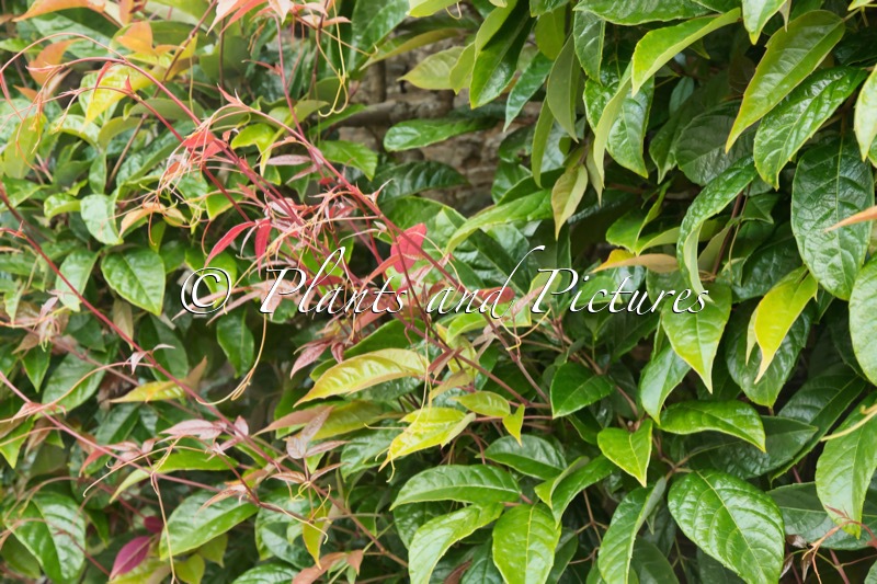 Ampelopsis chaffonjonii