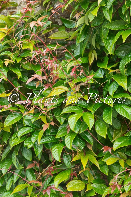 Ampelopsis chaffonjonii