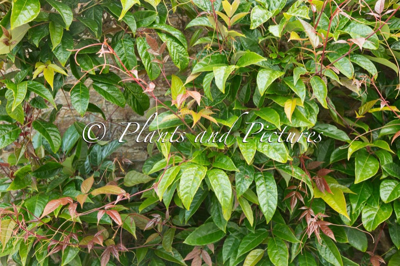 Ampelopsis chaffonjonii