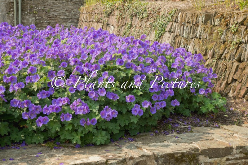 Geranium magnificum