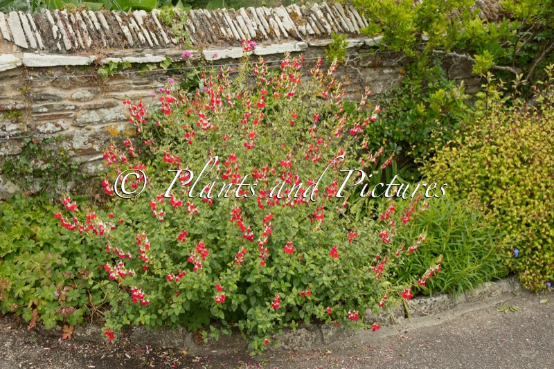 Salvia microphylla ‘Hot Lips’