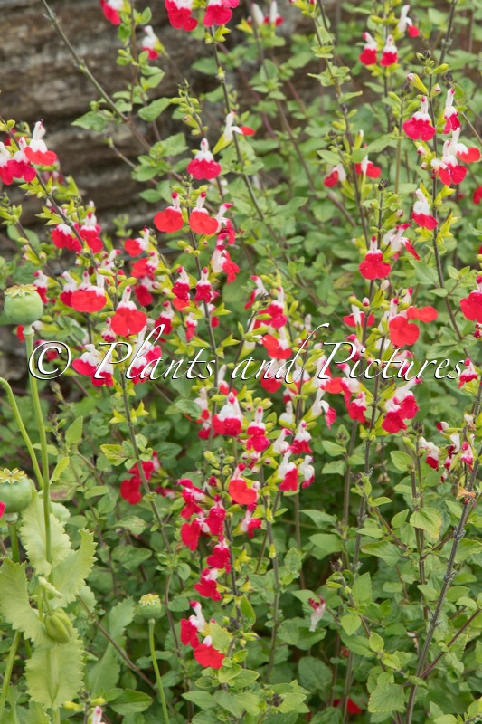 Salvia microphylla ‘Hot Lips’