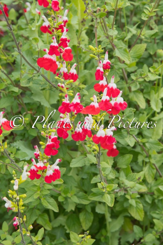 Salvia microphylla ‘Hot Lips’