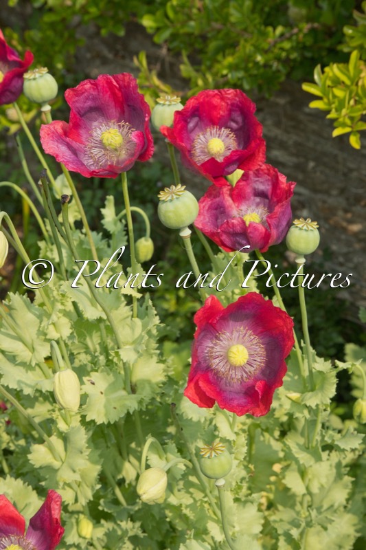 Papaver somniferum