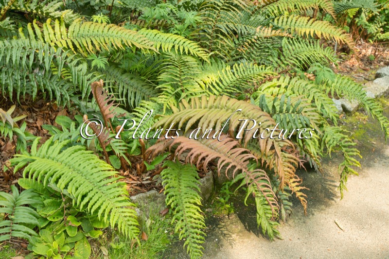 Blechnum chilensis