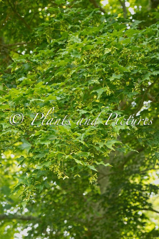 Acer wilsonii