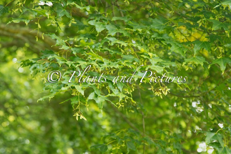 Acer wilsonii