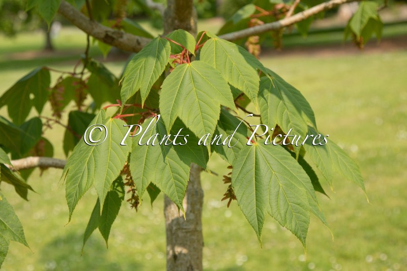 Acer pectinatum subsp. taronense