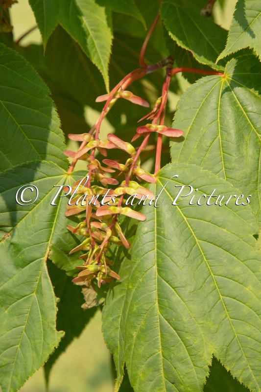 Acer pectinatum subsp. taronense