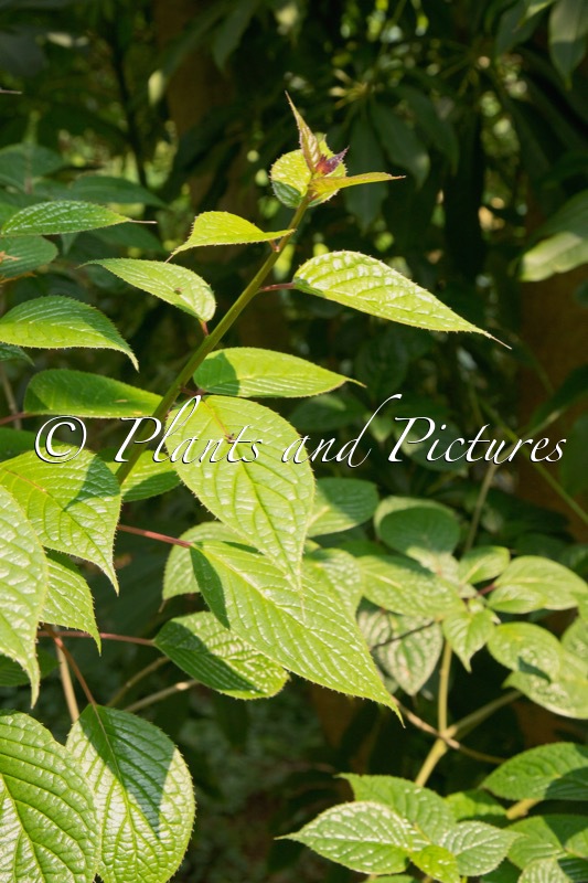Helwingia japonica