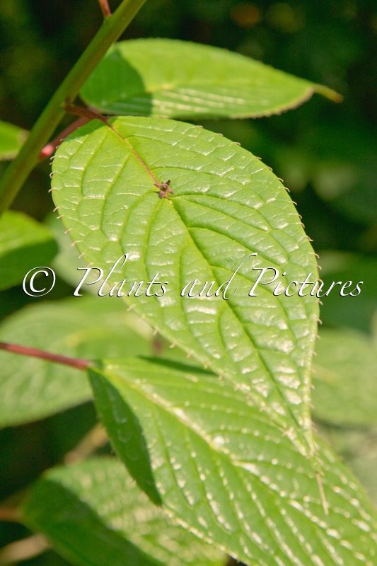 Helwingia japonica