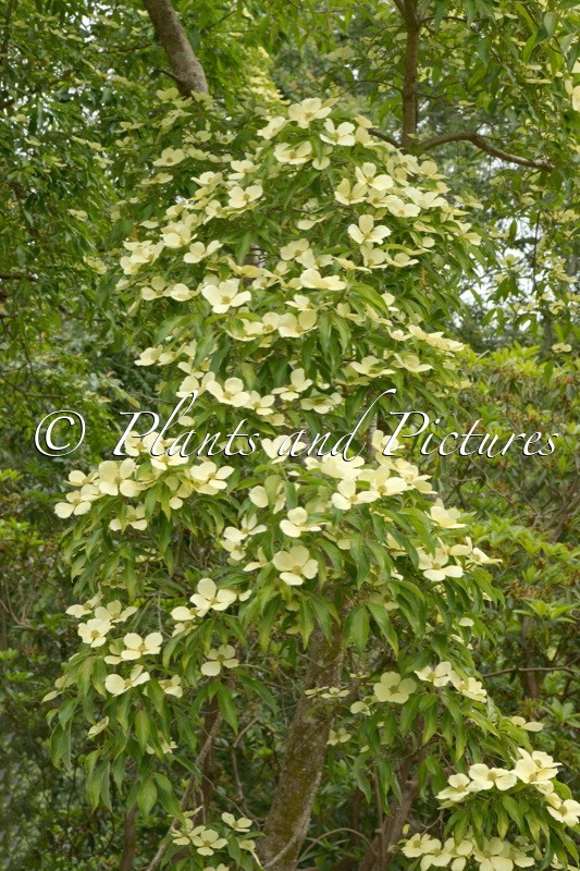 Cornus capitata