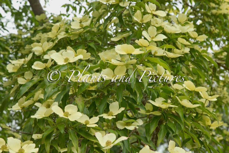 Cornus capitata