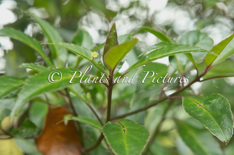Helwingia chinensis