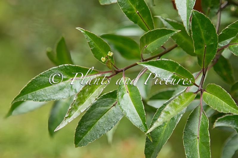 Helwingia chinensis