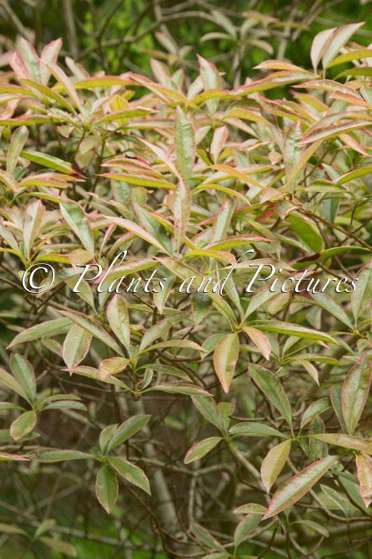 Photinia glabra ‘Parfait’
